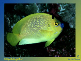 Photo of 3 Spot Angelfish