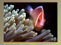 Underwater Photo