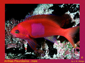 Photo of Anthias