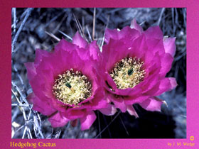 Photo of Cactus