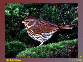 Photo of Fox Sparrow