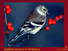 Photo of Goldfinch