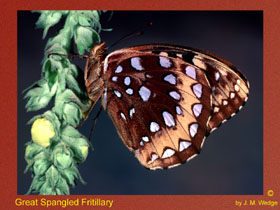 Photo of Great Spangled Butterfly