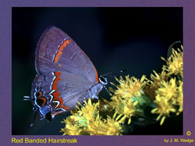 Photo of Hairstreak Butterfly