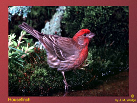 Photo of House Finch