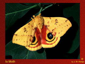 Photo of Io Moth