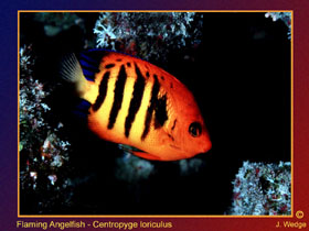 Photo of Angelfish