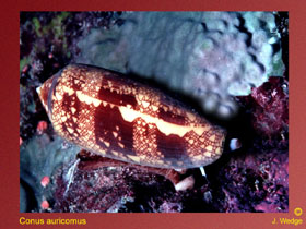 Photo of Cone Shell