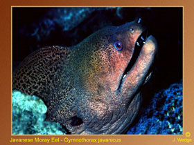 Photo of Eel