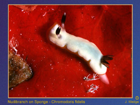 Photo of Nudibranch