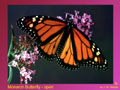 Butterfly Photo