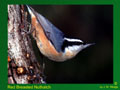 Bird Photo