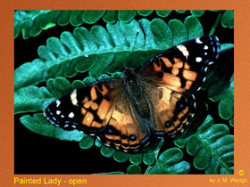 Photo of Painted Lady