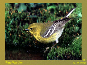 Photo of Pine Warbler