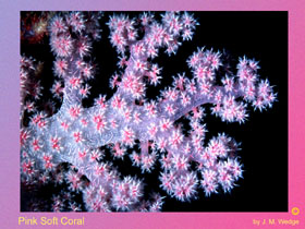 Photo of Soft Coral